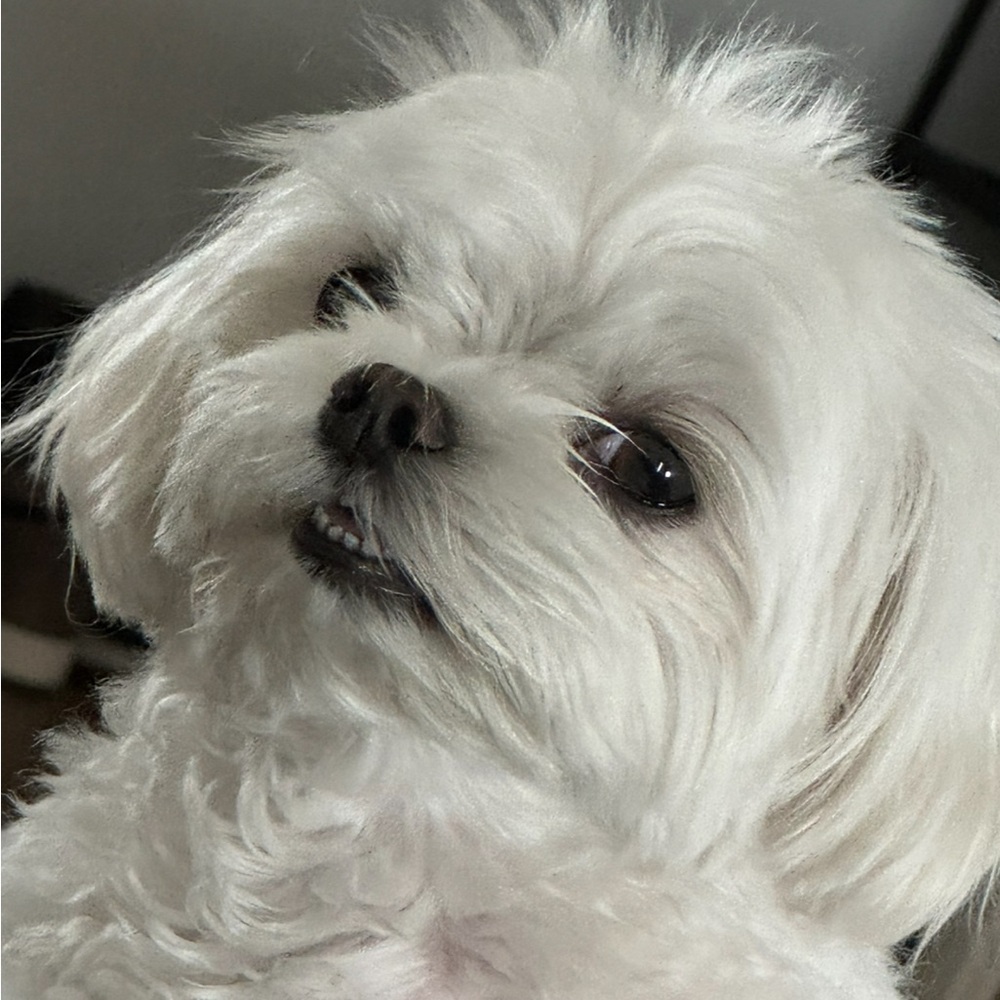 Meet your Posher, Annie